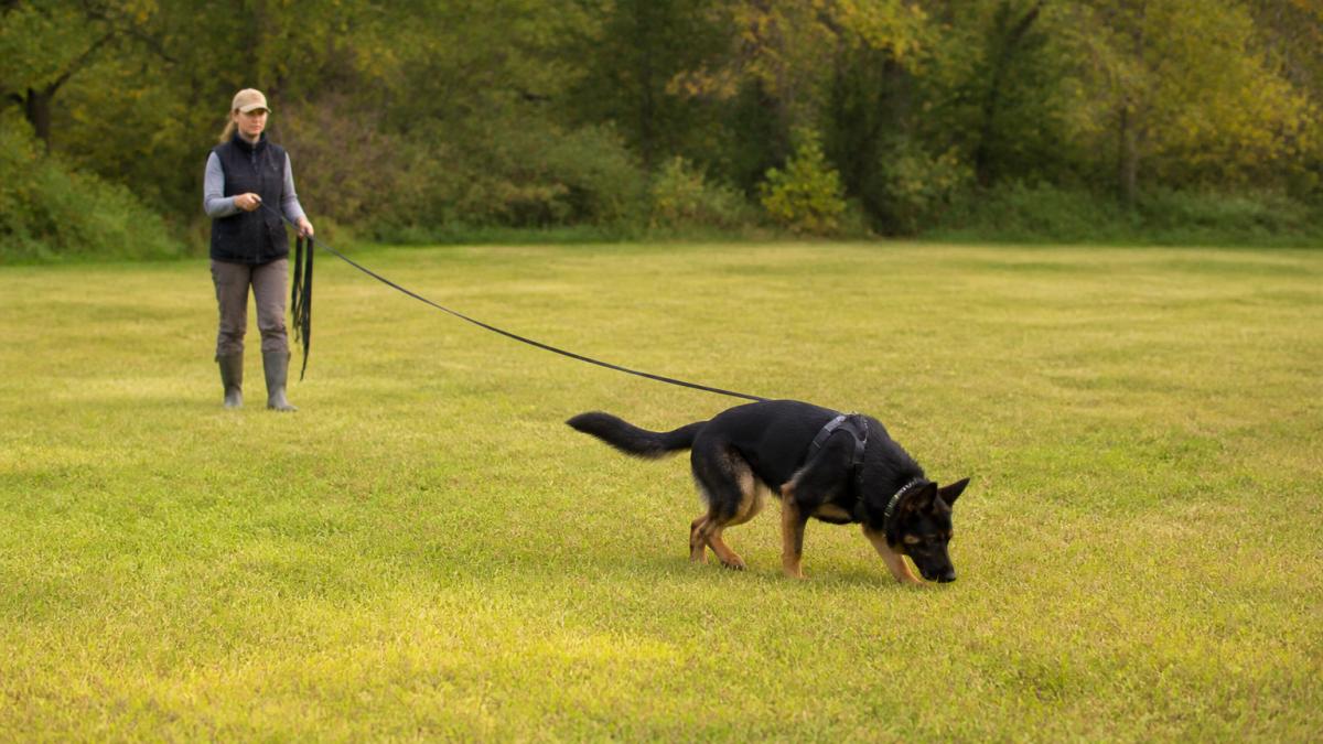 Dog handler demonstrating long-line training technique with dog in open rural field with trees and grass, handler maintaining control from distance with extended line