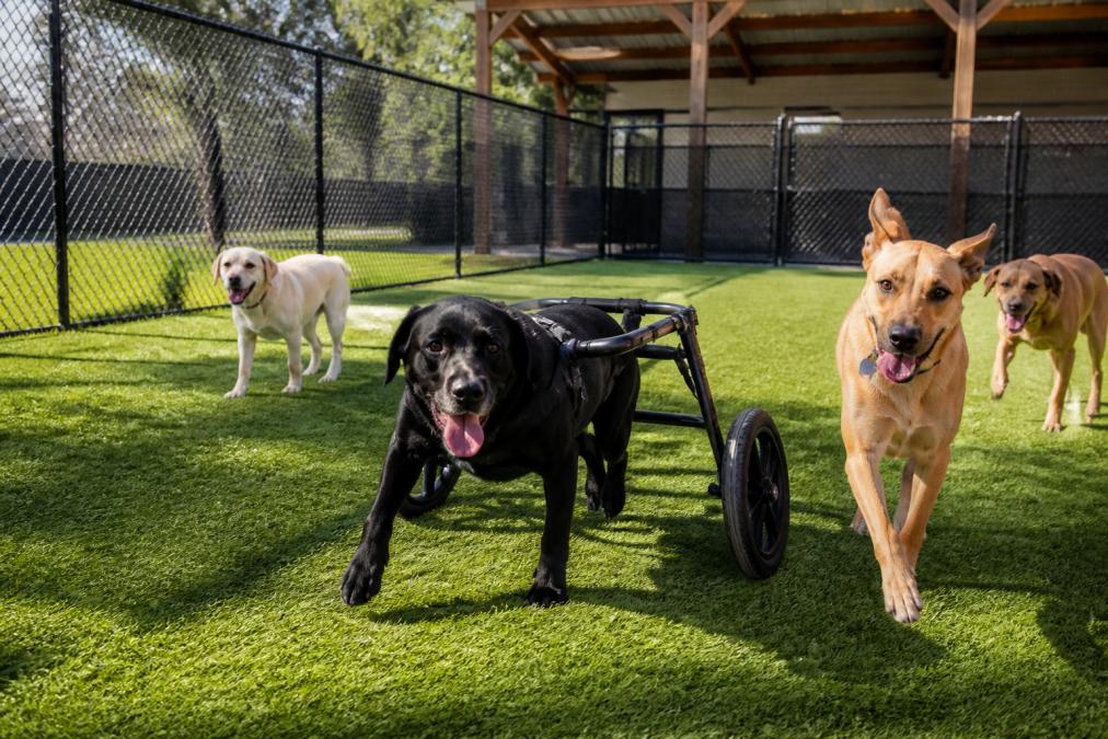 Dogtopia Alternative for Special Needs: What to Look For