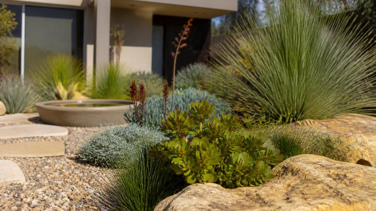 Drought Tolerant Landscaping Tips for The Hills District