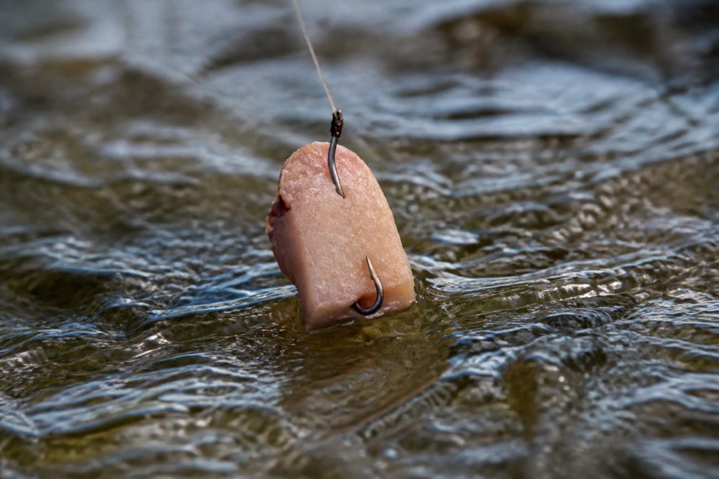 Close-up of properly rigged cut bait secured on dual fishing hooks positioned in flowing water, demonstrating firm bait retention and secure hook placement with visible current flow around the presentation
