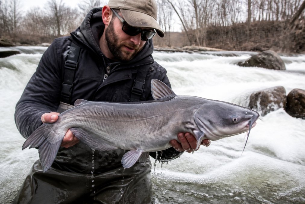 Angler holding a freshly caught blue catfish in fast-moving river current with visible water spray, demonstrating successful bait presentation and hook-up in high-flow water