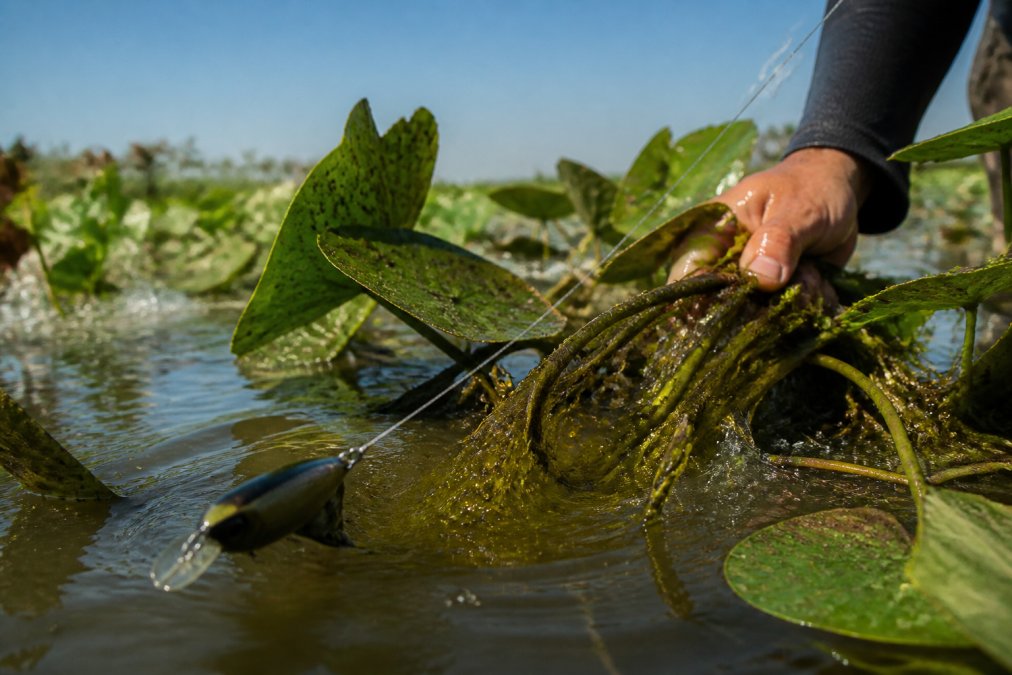 Close-up of braided fishing line cutting through thick lily pads and aquatic vegetation in murky water, with a fishing lure visible in the frame