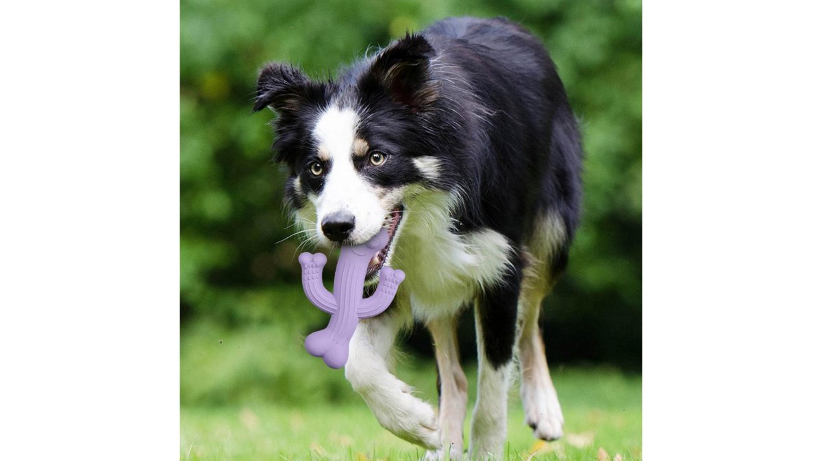 Durable Cactus Pet Interactive Chew Toy