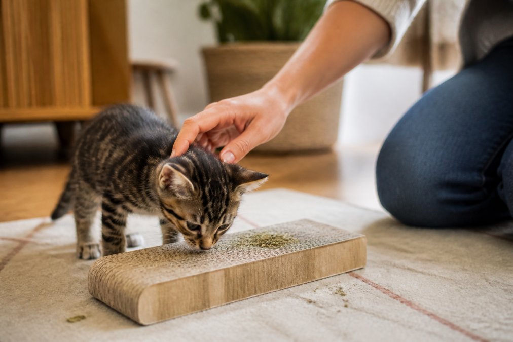 Person's hand gently guiding a curious kitten toward a cardboard scratcher with catnip sprinkled on the surface, kitten's nose close to the catnip, warm indoor lighting