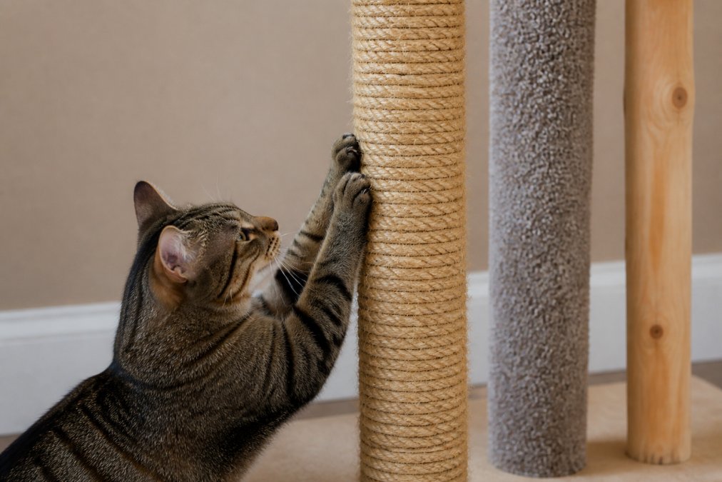 Infographic comparing the textures of sisal rope, carpet, and wood surfaces on scratching posts for cats