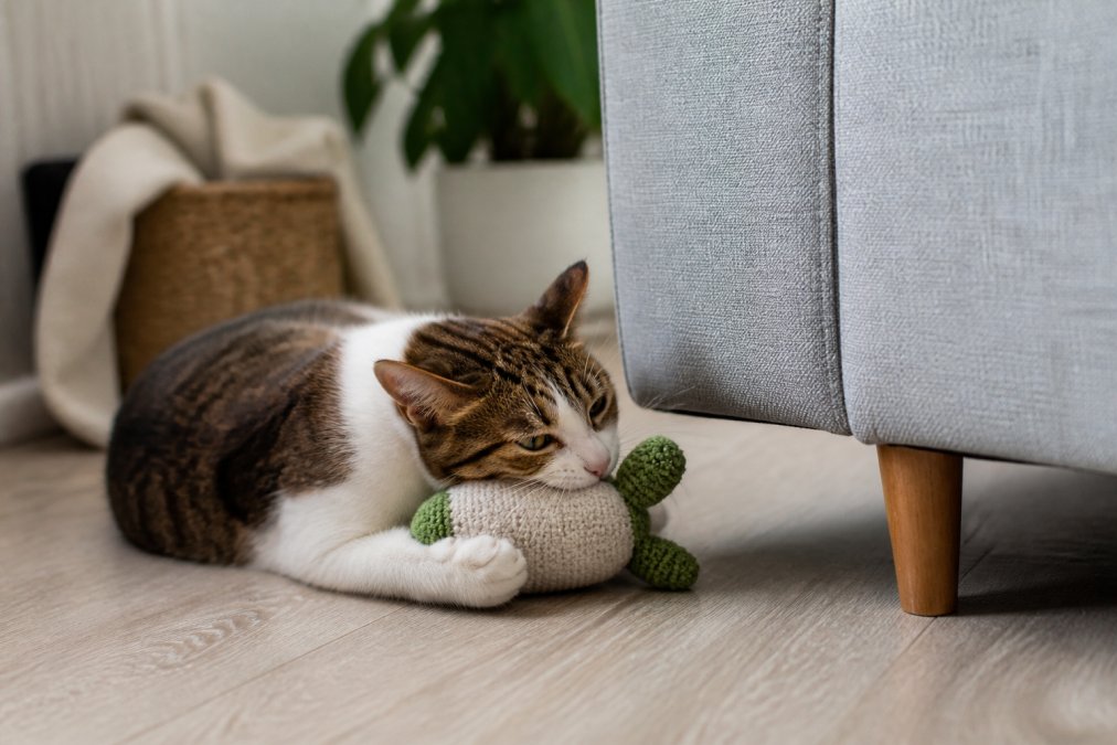 A cat playing with a durable chew toy positioned near furniture, demonstrating successful redirection of chewing behavior away from household items