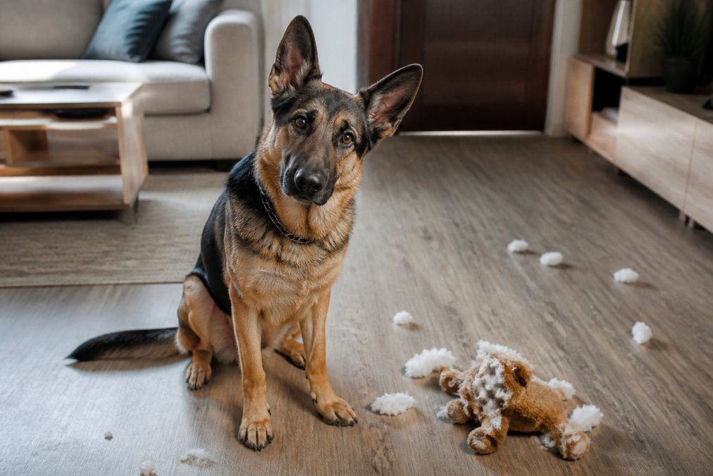 A large German Shepherd sitting on a living room floor with a torn-up stuffed toy beside it, looking up at the camera with a calm expression, natural window light