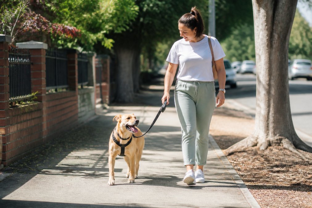 A happy medium-sized dog wearing a padded no-pull harness, walking calmly beside its owner on a sunny Australian footpath
