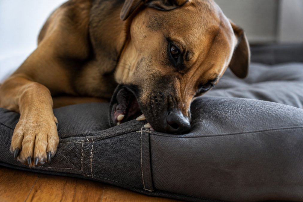 Close-up of a large dog with powerful jaws actively chewing on a reinforced dog bed, showing heavy-duty stitching and industrial-grade fabric texture under natural daylight