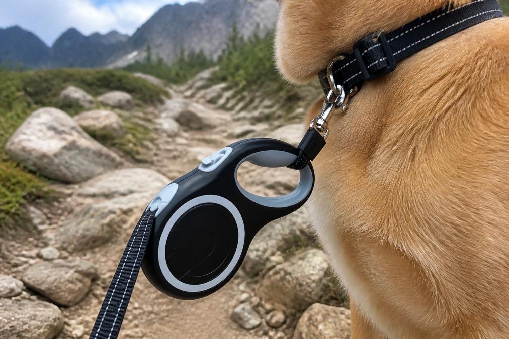 Professional illustration showing durable dog leashes for hiking