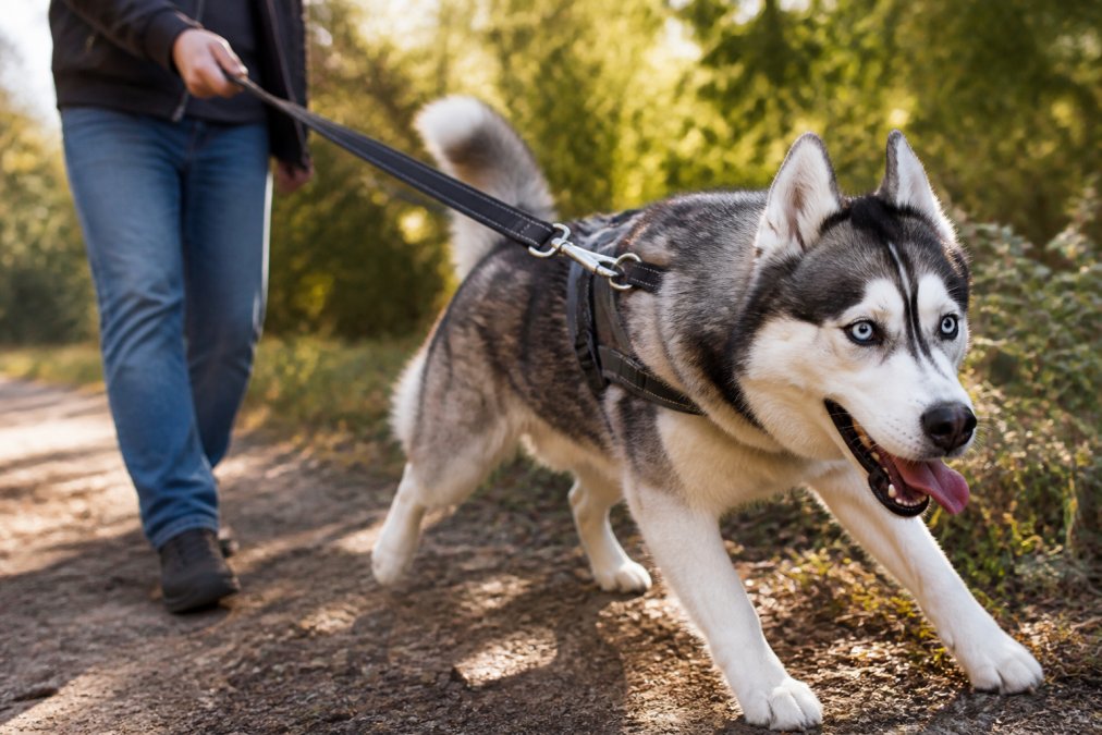 A close-up of a strong Husky pulling forward on a thick nylon leash held by its owner, the reinforced stitching and polished metal swivel clip visible in sharp detail under bright afternoon sunlight