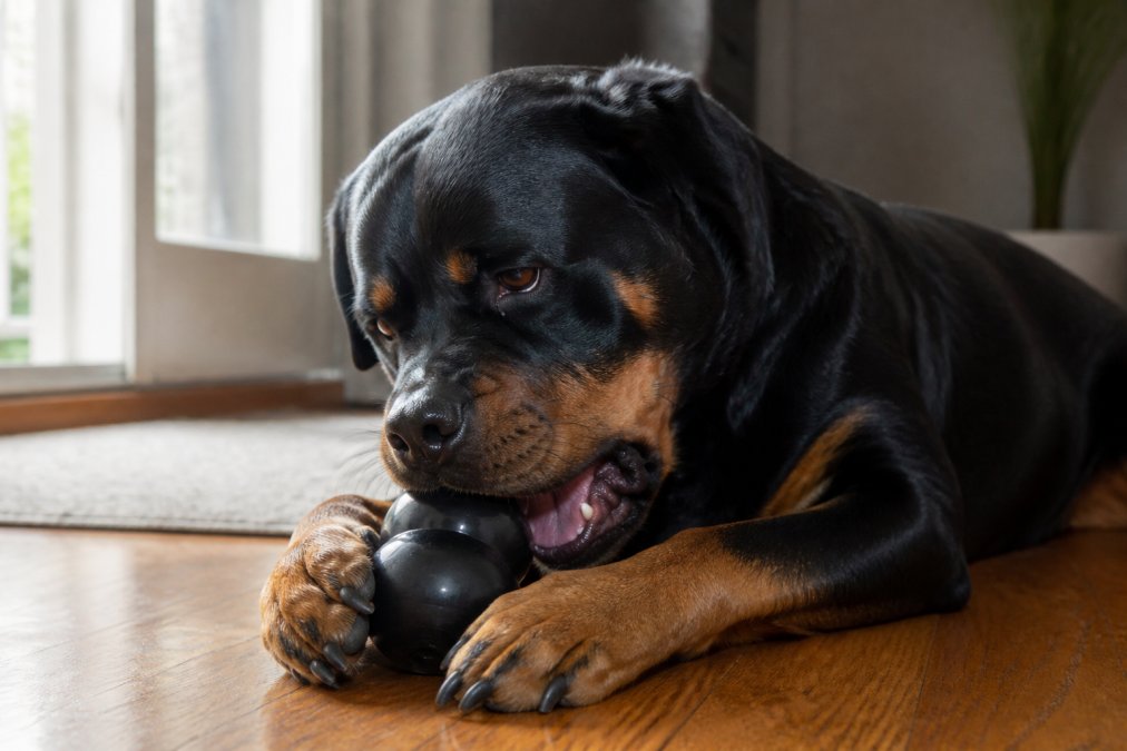 A large Rottweiler actively chewing a black KONG Extreme rubber toy on a hardwood floor, warm natural light coming through a nearby window, the dog's full concentration on the toy