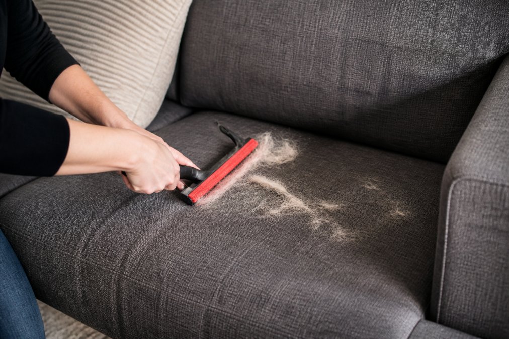 Close-up of hands using a rubber broom to remove dog hair from a large fabric couch, with visible clumps of pet hair being collected, demonstrating the technique in natural lighting