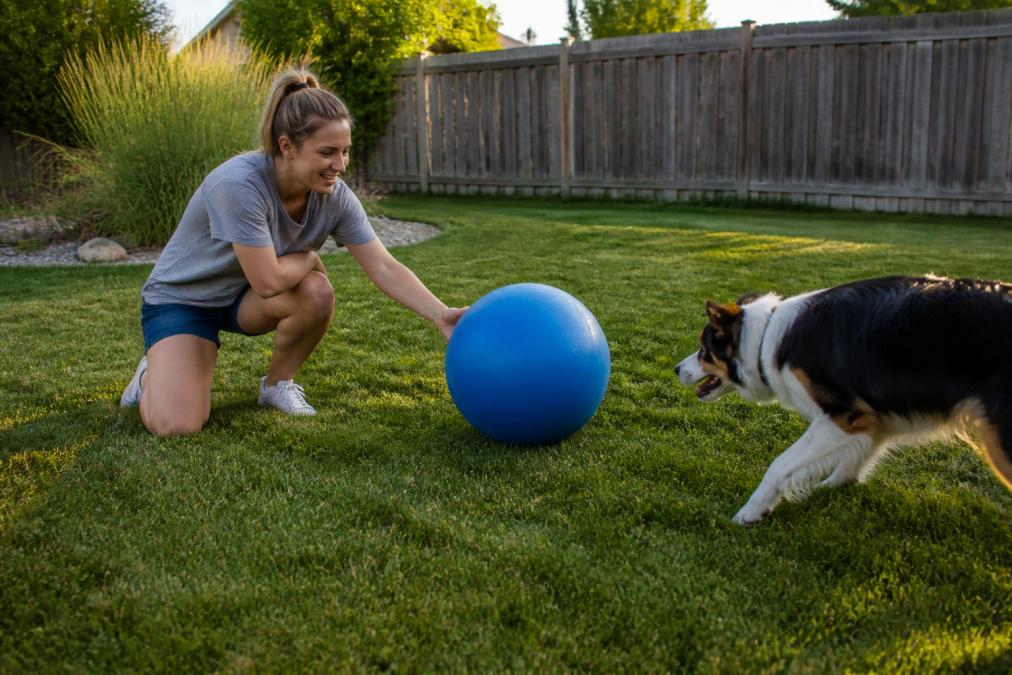 Person gently rolling a large herding ball toward an attentive Australian Shepherd in a sunny backyard.