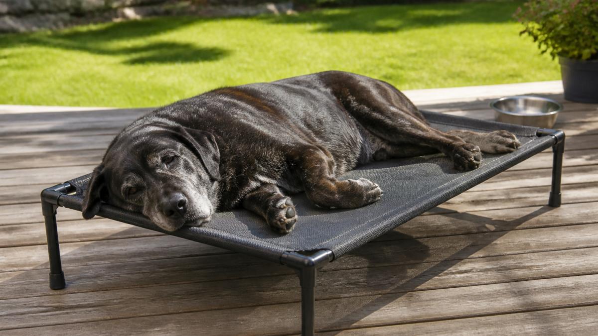 A large senior dog resting comfortably on an elevated mesh dog bed on a sunny wooden deck, with a grassy backyard and a water bowl visible in the background