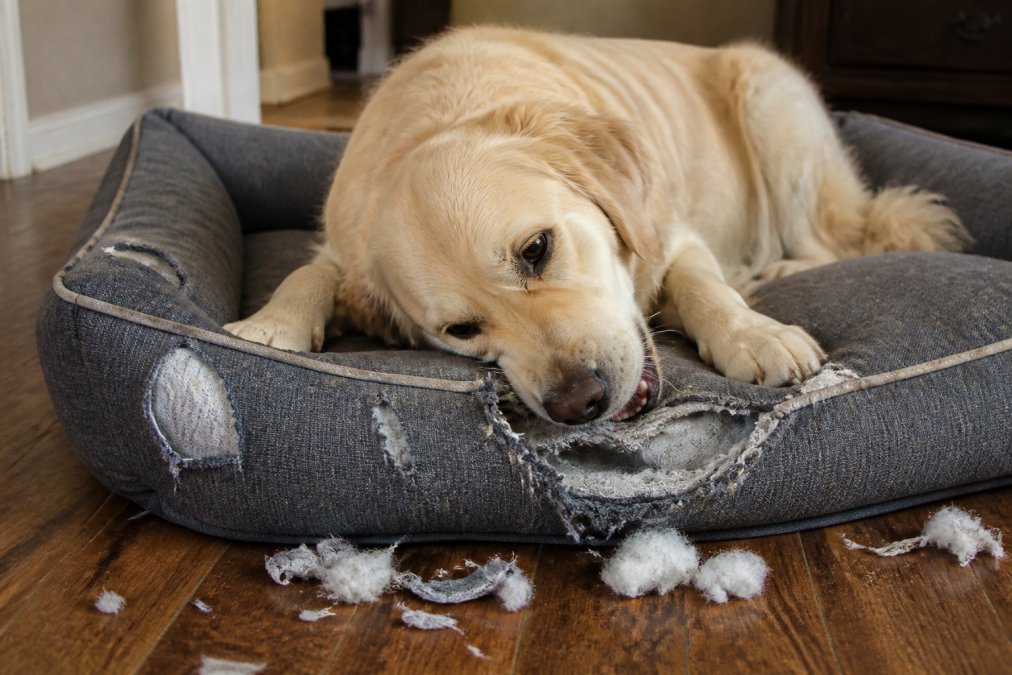 Professional illustration showing A large dog actively chewing on a traditional fabric dog bed, showing the damage and wear