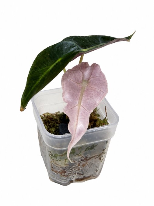 alocasia pseudo pink variegated