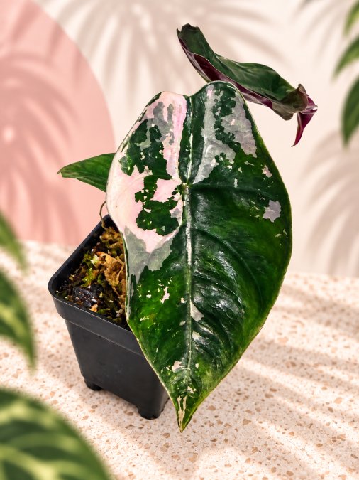 Alocasia chanteri pink variegated