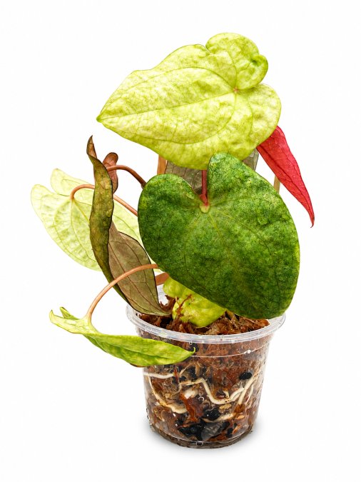 anthurium varigated