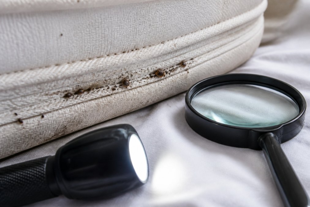 Close-up of mattress seams showing fecal spots and exoskeletons on fabric, with inspection flashlight and magnifying glass on white bedding