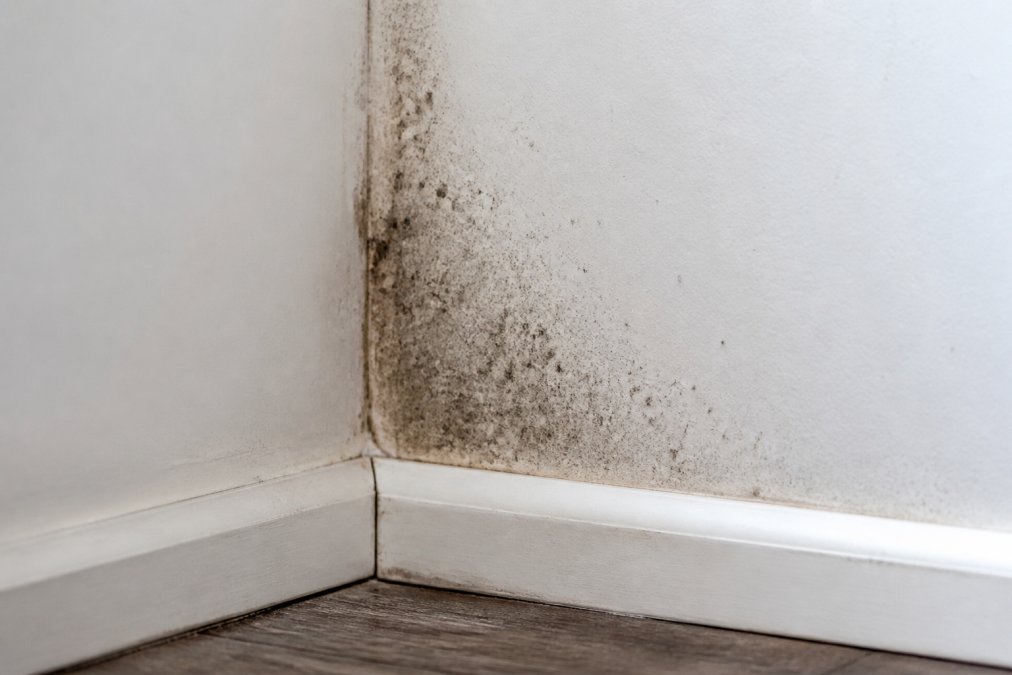 Close-up of dark mold spots appearing in corner of white drywall where moisture has accumulated, with fuzzy texture visible under natural light