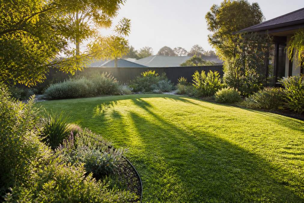 A residential backyard in a leafy suburban street with a neat lawn bordered by native garden beds, morning light casting long shadows across the turf