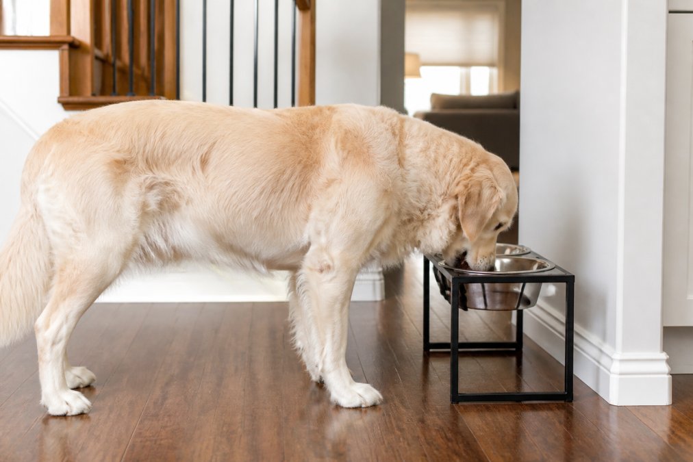 Dog eating from an elevated raised bowl, showing proper neck alignment and upright posture during mealtime in a home setting