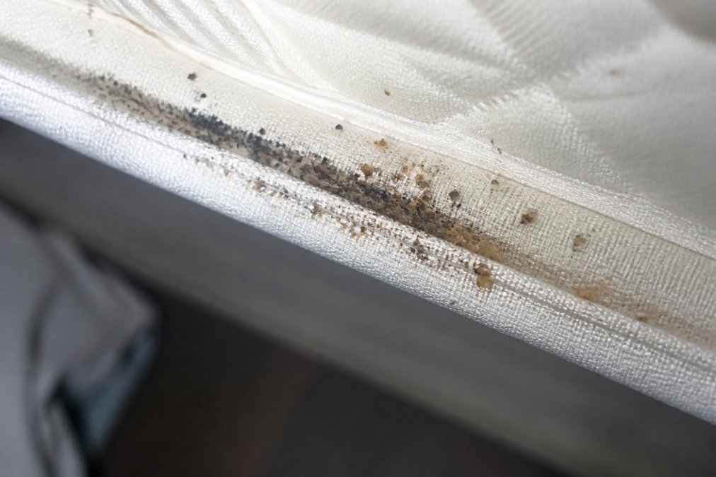 Close-up of a mattress seam showing small dark stains and shed insect shells under bright white inspection lighting