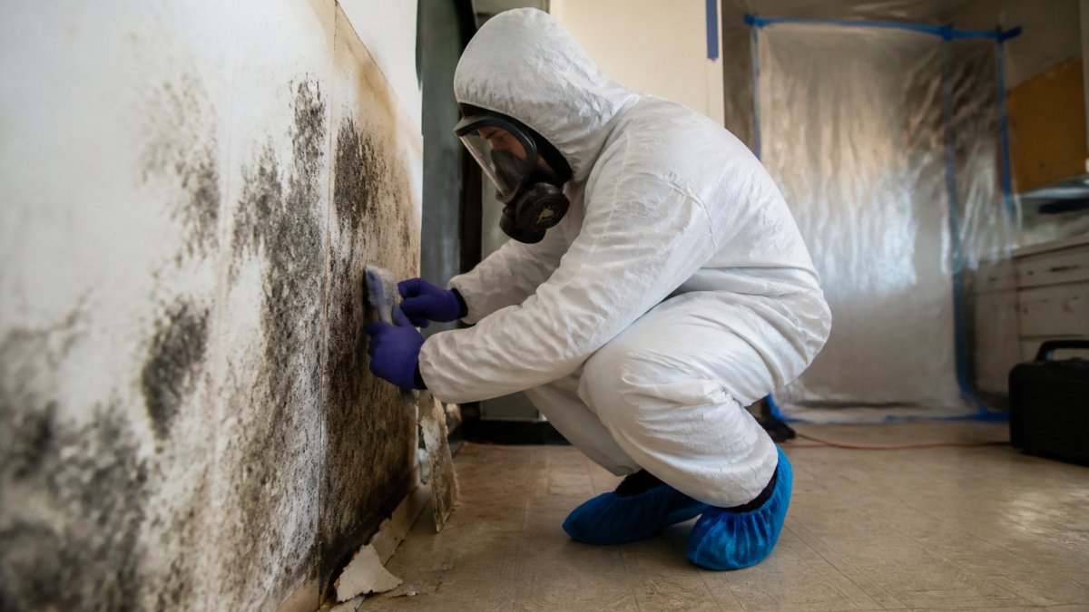 Emergency Mold Removal Services: 24/7 Response