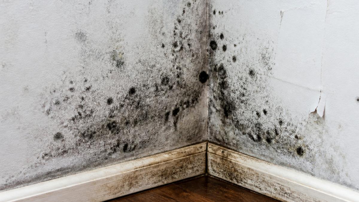 Close-up of black mold growth with visible dark discoloration and moisture damage on white drywall corner in residential interior