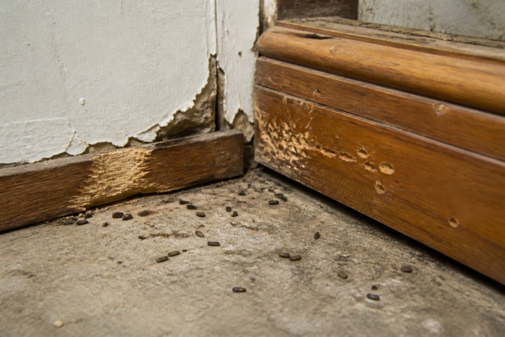 Close-up of fresh rodent droppings and gnaw marks visible on wooden baseboards and drywall in a basement corner, with natural overhead lighting revealing damage