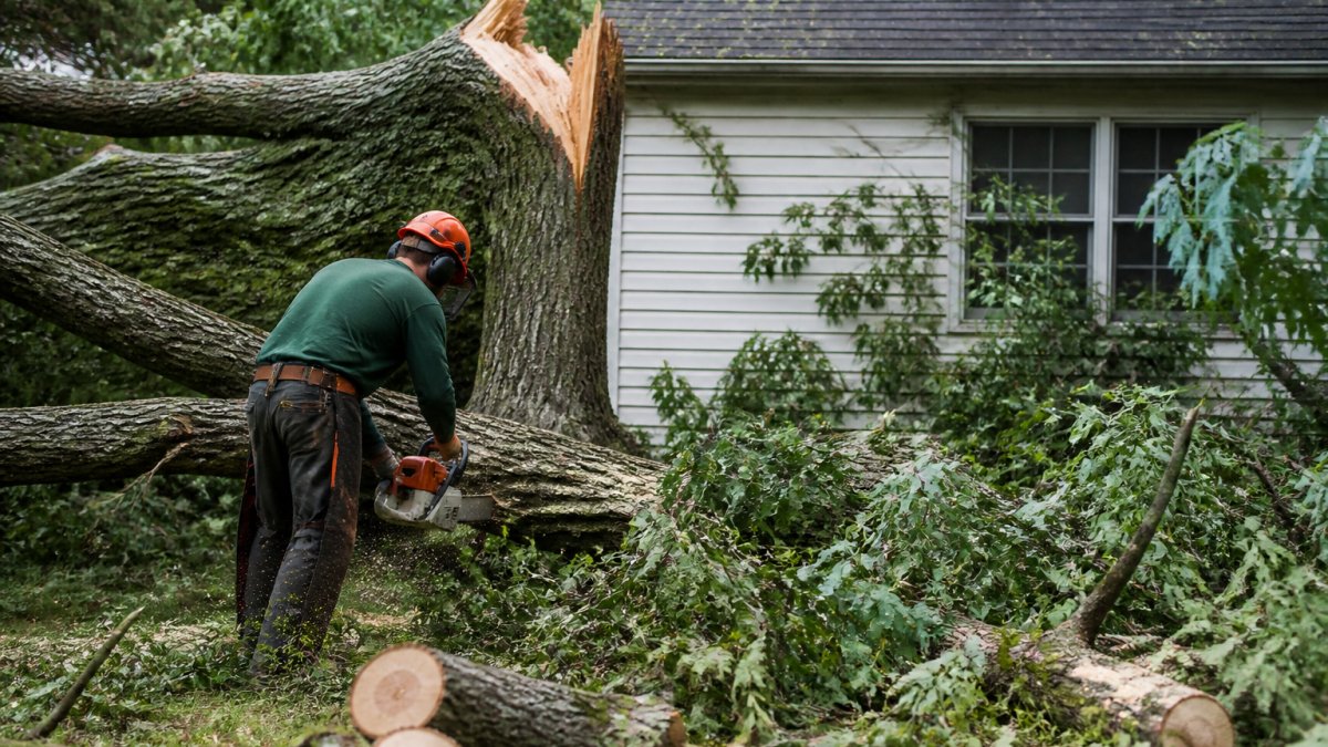Emergency Storm Tree Cleanup: A Homeowner's Guide