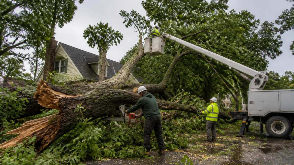 Emergency Storm Tree Removal Cost: What to Expect