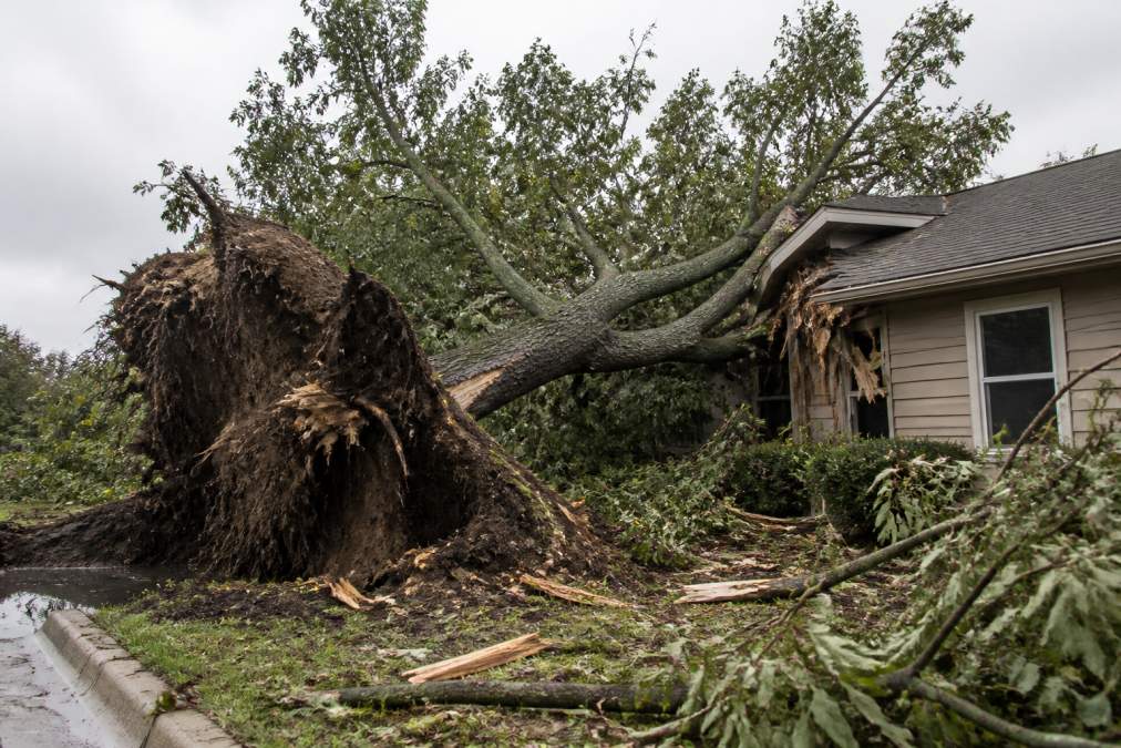 A large uprooted tree with a fully exposed root system leaning against the side of a single-story residential home after a hurricane, with split trunk visible and debris scattered across the yard in overcast post-storm light