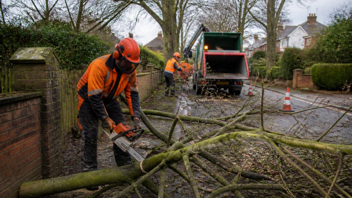 Emergency Tree Removal Services: Your Quick Response Guide