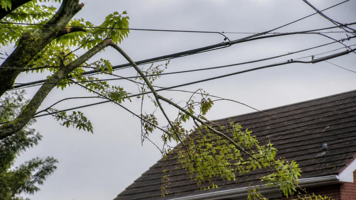 Close-up of tree branches hanging near and touching overhead power lines in residential area, showing the hazard distance and electrical cables clearly visible