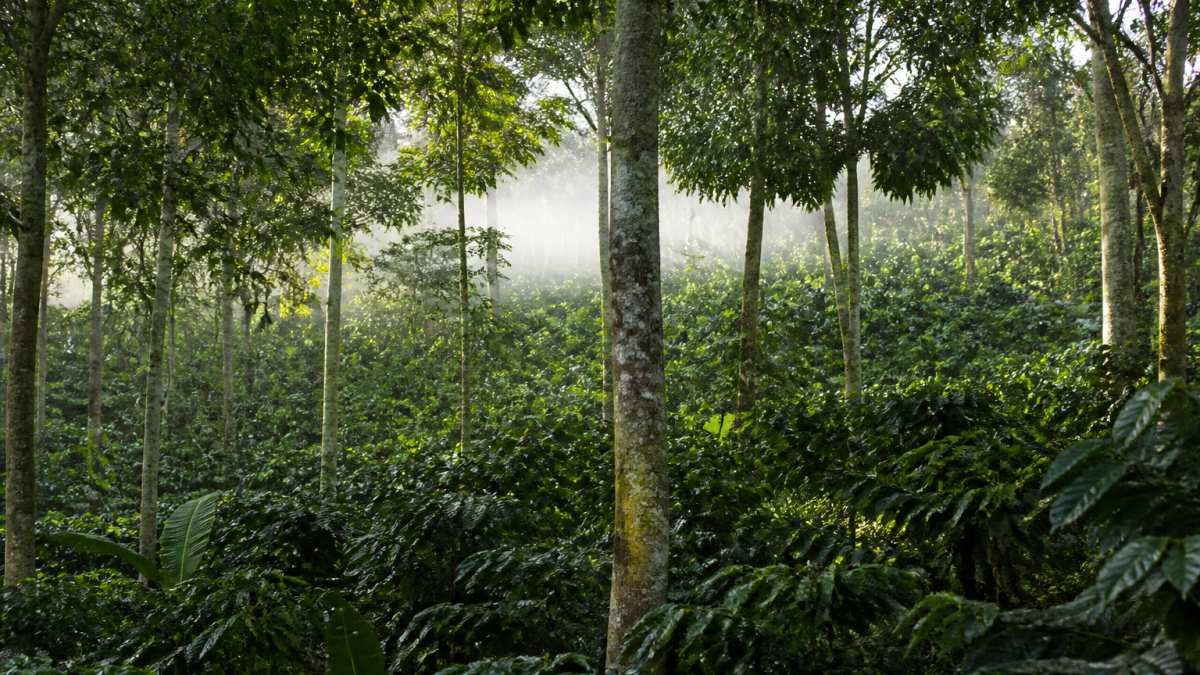 Lush coffee plantation with shade trees creating a dense canopy over coffee plants, showing diverse vegetation and forest understory in a tropical coffee-growing region with morning mist