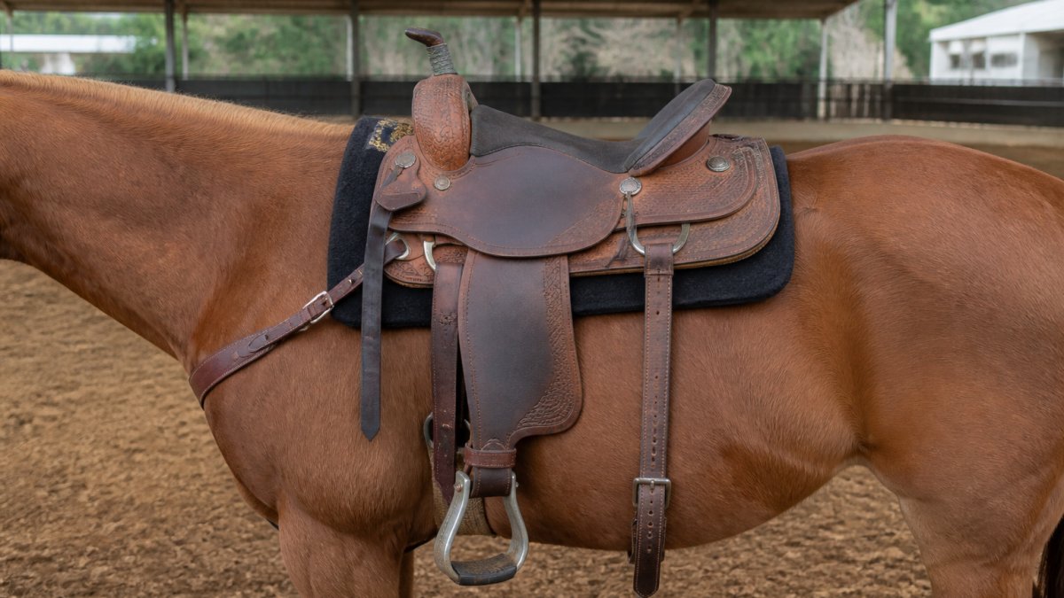 A barrel racing saddle sitting level on a horse's back, with the wither clearance and skirt position clearly visible, arena footing in the background