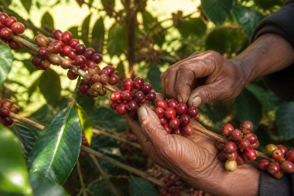 Close-up of ripe coffee cherries hanging on a branch at a smallholder farm, with weathered hands of a farmer harvesting bright red berries in early morning sunlight filtering through canopy leaves