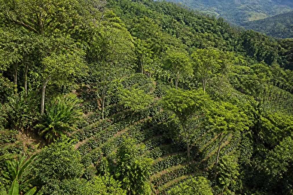 Aerial view of a hillside coffee farm showcasing diverse agroforestry with shade trees, native vegetation interspersed between coffee plants, lush green canopy coverage, and visible soil conservation terracing in a biodiverse landscape