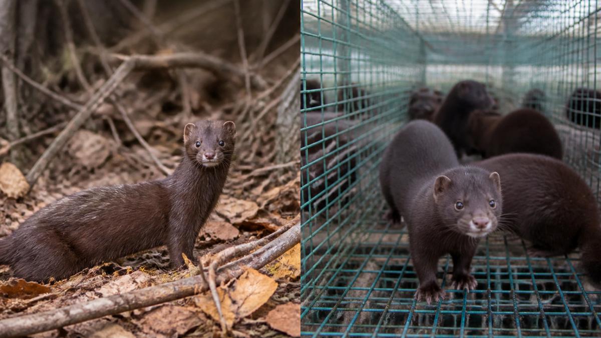 A wild mink stands alert in a woodland habitat, illustrating the natural environment relevant to ethical fur vs industrial