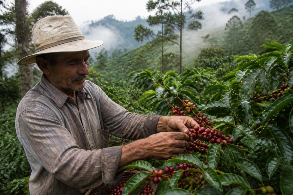 Coffee farmer in highland region carefully harvesting ripe red coffee cherries by hand among lush green coffee plants, morning mist rising through the canopy, weathered hands holding fresh beans