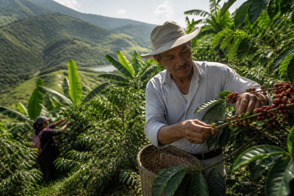 Coffee farmers harvesting ripe red coffee cherries by hand on a hillside farm, with lush green vegetation and mountains in the background