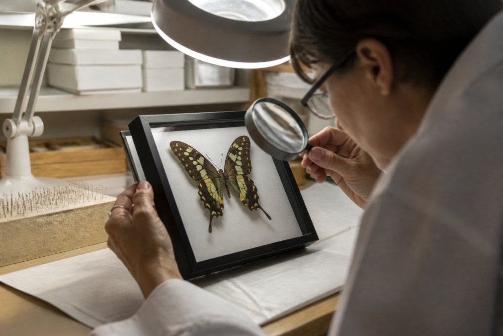 Professional examining a framed butterfly specimen under magnification, showing detailed preservation techniques with archival mounting pins and acid-free backing materials in natural museum lighting