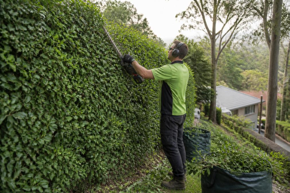 A gardener in safety gear using a battery-powered hedge trimmer to shape a tall dense hedge on a sloping property in the Dandenong Ranges, green waste bags nearby