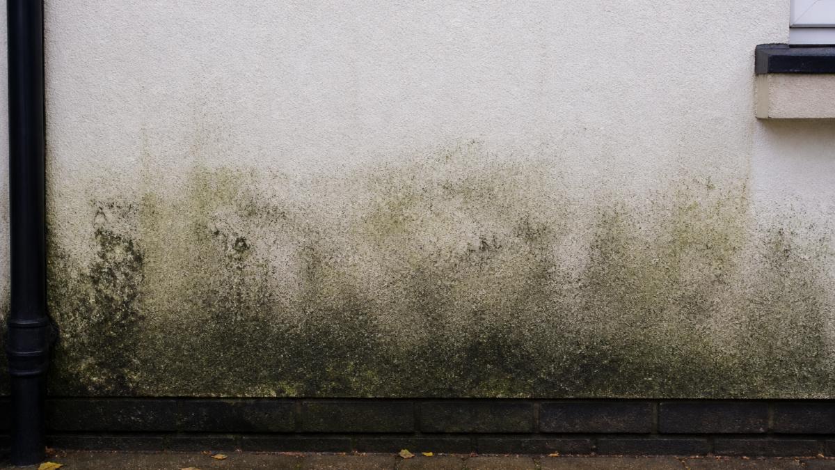 Close-up photograph of a rendered house wall in the North West with green and black algae staining on the lower section, showing the contrast between the affected area and a clean patch of render above