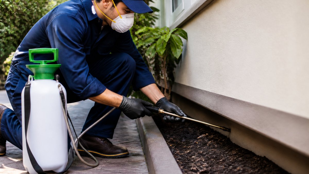 Extermination Companies: How to Choose Safe, Reliable Service