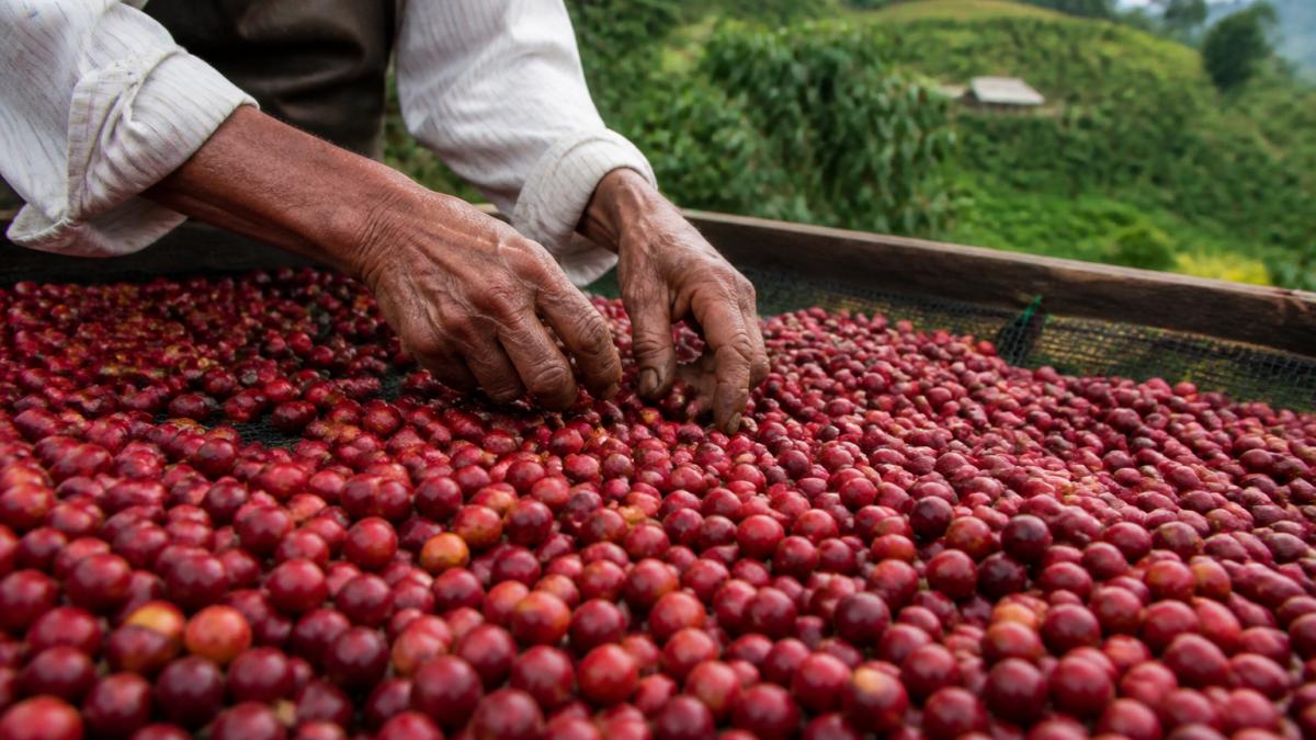 Close-up of weathered hands sorting freshly picked red coffee cherries on a raised drying bed, with green hillside coffee plants blurred in the background