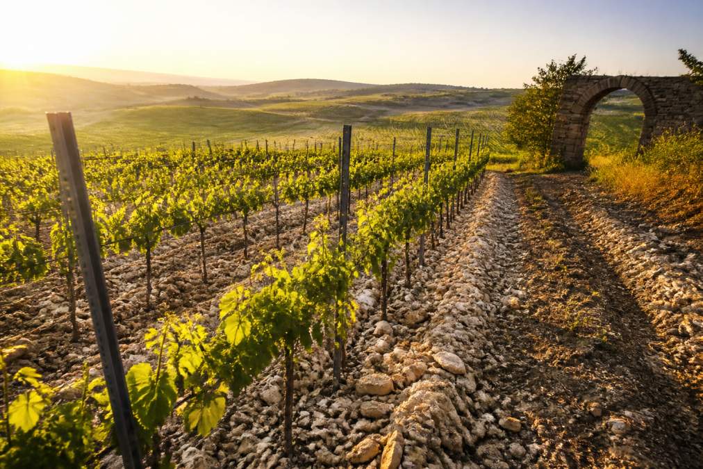 Weinbergreihen im Morgenlicht mit Kalksteinboden und jungen Rebstöcken, im Hintergrund sanfte Hügel und ein alter Steinbogen am Rand des Weinbergs