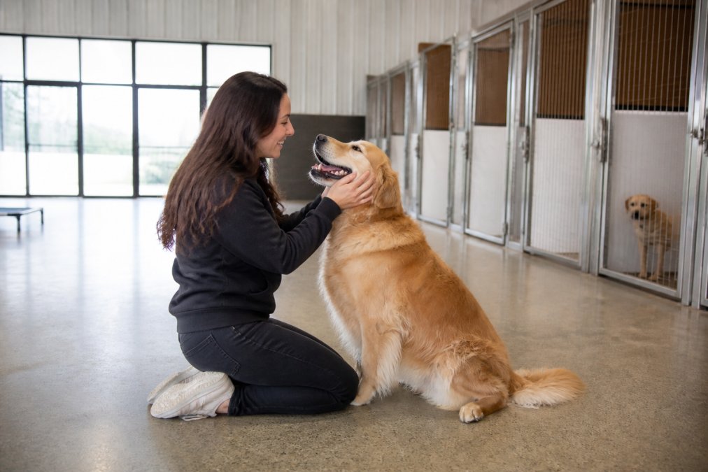 A dog owner kneeling to greet a happy golden retriever inside a clean, spacious boarding facility with private runs visible in the background, bright natural light through large windows